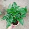 Cây phúc bồn tử (cây mâm xôi) - Cây cảnh sân vườn, giảm giá, chỉ 65.000 VND 7