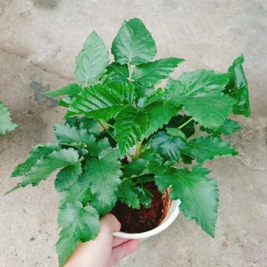 Cây phúc bồn tử (cây mâm xôi) - Cây cảnh sân vườn, giảm giá, chỉ 65.000 VND 7 Cây phúc bồn tử (cây mâm xôi) - Cây cảnh sân vườn, giảm giá, chỉ 65.000 VND 7