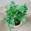 Cây phúc bồn tử (cây mâm xôi) - Cây cảnh sân vườn, giảm giá, chỉ 65.000 VND 8
