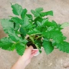 Cây phúc bồn tử (cây mâm xôi) - Cây cảnh sân vườn, giảm giá, chỉ 65.000 VND 9