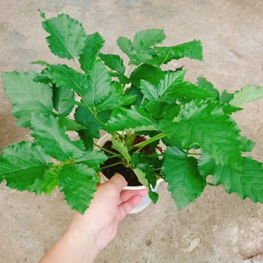 Cây phúc bồn tử (cây mâm xôi) - Cây cảnh sân vườn, giảm giá, chỉ 65.000 VND