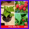 Cây Phúc Bồn Tử (Mâm Xôi Đỏ) Giao Miền Nam - Giá 65.000₫, giảm từ 82.550₫