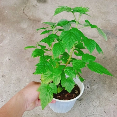 Cây Phúc Bồn Tử (Mâm Xôi Đỏ) Giao Miền Nam - Giá 65.000₫, giảm từ 82.550₫ 3