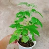 Cây Phúc Bồn Tử (Mâm Xôi Đỏ) Giao Miền Nam - Giá 65.000₫, giảm từ 82.550₫ 4