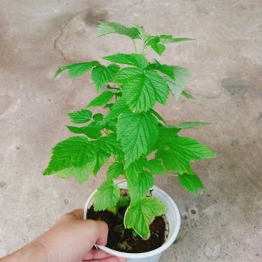 Cây Phúc Bồn Tử (Mâm Xôi Đỏ) Giao Miền Nam - Giá 65.000₫, giảm từ 82.550₫ 6