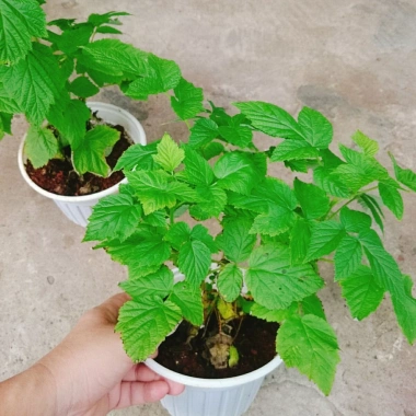 Cây Phúc Bồn Tử (Mâm Xôi Đỏ) Giao Miền Nam - Giá 65.000₫, giảm từ 82.550₫ 7