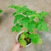 Cây Phúc Bồn Tử (Mâm Xôi Đỏ) Giao Miền Nam - Giá 65.000₫, giảm từ 82.550₫ 8