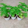 Cây Phúc Bồn Tử (Mâm Xôi Đỏ) Giao Miền Nam - Giá 65.000₫, giảm từ 82.550₫ 9