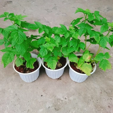 Cây Phúc Bồn Tử (Mâm Xôi Đỏ) Giao Miền Nam - Giá 65.000₫, giảm từ 82.550₫ 9