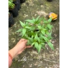 Cây rau răm tươi ngon - Rau gia vị chất lượng, chỉ 16.000₫, giảm giá siêu hấp dẫn