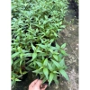Cây rau răm tươi ngon - Rau gia vị chất lượng, chỉ 16.000₫, giảm giá siêu hấp dẫn 2