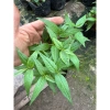 Cây rau răm tươi ngon - Rau gia vị chất lượng, chỉ 16.000₫, giảm giá siêu hấp dẫn 3