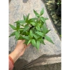 Cây rau răm tươi ngon - Rau gia vị chất lượng, chỉ 16.000₫, giảm giá siêu hấp dẫn 4