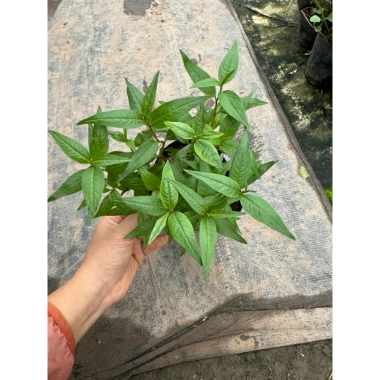 Cây rau răm tươi ngon - Rau gia vị chất lượng, chỉ 16.000₫, giảm giá siêu hấp dẫn