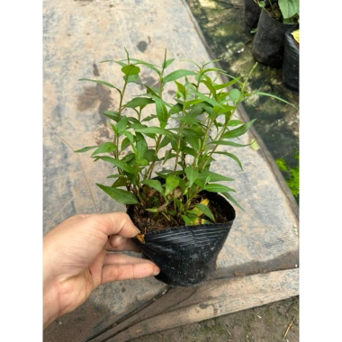 Cây rau răm tươi ngon - Rau gia vị chất lượng, chỉ 16.000₫, giảm giá siêu hấp dẫn