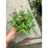 Cây rau răm tươi ngon - Rau gia vị chất lượng, chỉ 16.000₫, giảm giá siêu hấp dẫn 6