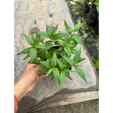 Cây rau răm tươi ngon - Rau gia vị chất lượng, chỉ 16.000₫, giảm giá siêu hấp dẫn
