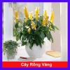 Cây Rồng Nhả Ngọc (Rồng Vàng) - Cây cảnh để bàn giá chỉ 25.000₫, giảm tới 31.000₫