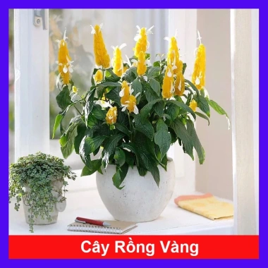 Cây Rồng Nhả Ngọc (Rồng Vàng) - Cây cảnh để bàn giá chỉ 25.000₫, giảm tới 31.000₫