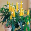 Cây Rồng Nhả Ngọc (Rồng Vàng) - Cây cảnh để bàn giá chỉ 25.000₫, giảm tới 31.000₫ 3