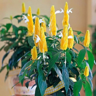 Cây Rồng Nhả Ngọc (Rồng Vàng) - Cây cảnh để bàn giá chỉ 25.000₫, giảm tới 31.000₫