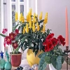 Cây Rồng Nhả Ngọc (Rồng Vàng) - Cây cảnh để bàn giá chỉ 25.000₫, giảm tới 31.000₫ 4
