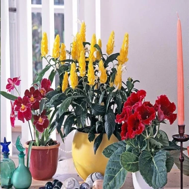 Cây Rồng Nhả Ngọc (Rồng Vàng) - Cây cảnh để bàn giá chỉ 25.000₫, giảm tới 31.000₫