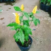Cây Rồng Nhả Ngọc (Rồng Vàng) - Cây cảnh để bàn giá chỉ 25.000₫, giảm tới 31.000₫ 5