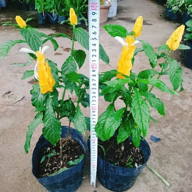 Cây Rồng Nhả Ngọc (Rồng Vàng) - Cây cảnh để bàn giá chỉ 25.000₫, giảm tới 31.000₫