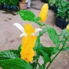 Cây Rồng Nhả Ngọc (Rồng Vàng) - Cây cảnh để bàn giá chỉ 25.000₫, giảm tới 31.000₫ 8