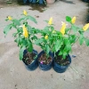 Cây Rồng Nhả Ngọc (Rồng Vàng) - Cây cảnh để bàn giá chỉ 25.000₫, giảm tới 31.000₫ 9