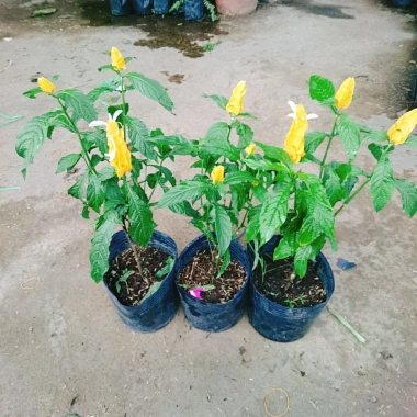 Cây Rồng Nhả Ngọc (Rồng Vàng) - Cây cảnh để bàn giá chỉ 25.000₫, giảm tới 31.000₫