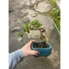 Cây Sam Hương Rễ Đẹp, chiều cao 10-20cm, giảm giá 230.000 đồng từ 294.400