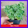 Cây Sen Thơm Nhất Mạt Hương - Cây Cảnh Để Bàn, Toả Hương Dịu Nhẹ, Giá 55.000 VND
