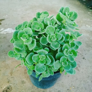 Cây Sen Thơm Nhất Mạt Hương - Cây Cảnh Để Bàn, Toả Hương Dịu Nhẹ, Giá 55.000 VND 2