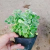 Cây Sen Thơm Nhất Mạt Hương - Cây Cảnh Để Bàn, Toả Hương Dịu Nhẹ, Giá 55.000 VND 4
