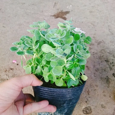 Cây Sen Thơm Nhất Mạt Hương - Cây Cảnh Để Bàn, Toả Hương Dịu Nhẹ, Giá 55.000 VND 4