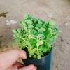 Cây Sen Thơm Nhất Mạt Hương - Cây Cảnh Để Bàn, Toả Hương Dịu Nhẹ, Giá 55.000 VND 5