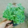 Cây Sen Thơm Nhất Mạt Hương - Cây Cảnh Để Bàn, Toả Hương Dịu Nhẹ, Giá 55.000 VND 6