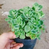 Cây Sen Thơm Nhất Mạt Hương - Cây Cảnh Để Bàn, Toả Hương Dịu Nhẹ, Giá 55.000 VND 7