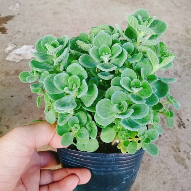 Cây Sen Thơm Nhất Mạt Hương - Cây Cảnh Để Bàn, Toả Hương Dịu Nhẹ, Giá 55.000 VND 7
