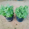 Cây Sen Thơm Nhất Mạt Hương - Cây Cảnh Để Bàn, Toả Hương Dịu Nhẹ, Giá 55.000 VND 8