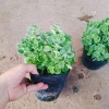 Cây Sen Thơm Nhất Mạt Hương - Cây Cảnh Để Bàn, Toả Hương Dịu Nhẹ, Giá 55.000 VND 9