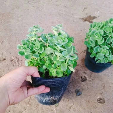 Cây Sen Thơm Nhất Mạt Hương - Cây Cảnh Để Bàn, Toả Hương Dịu Nhẹ, Giá 55.000 VND 9