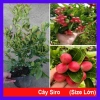 Cây siro 1 năm tuổi size lớn, quả ngọt làm nước uống - kèm chậu nhựa đen, chỉ 55.000