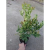 Cây siro 1 năm tuổi size lớn, quả ngọt làm nước uống - kèm chậu nhựa đen, chỉ 55.000 2