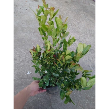 Cây siro 1 năm tuổi size lớn, quả ngọt làm nước uống - kèm chậu nhựa đen, chỉ 55.000 3