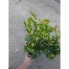 Cây siro 1 năm tuổi size lớn, quả ngọt làm nước uống - kèm chậu nhựa đen, chỉ 55.000 4