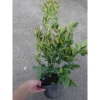 Cây siro 1 năm tuổi size lớn, quả ngọt làm nước uống - kèm chậu nhựa đen, chỉ 55.000 5