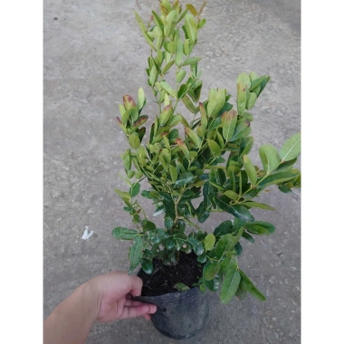 Cây siro 1 năm tuổi size lớn, quả ngọt làm nước uống - kèm chậu nhựa đen, chỉ 55.000 5